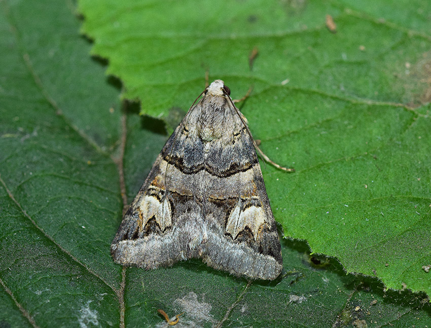 Drasteria cailino - Erebidae, a Toano